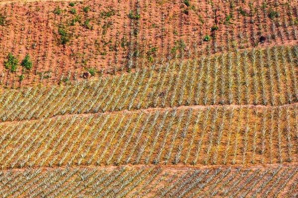 Pineapple fields, plantation — Stock Photo, Image