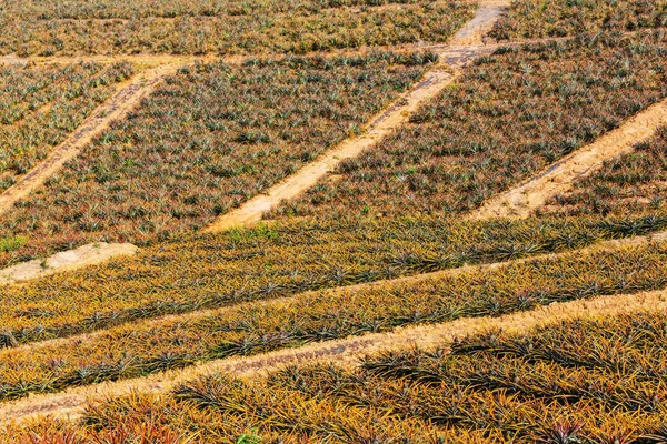 Pineapple fields, plantation — Stock Photo, Image