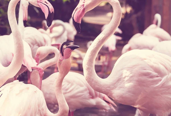 Rosa flamingo fåglar — Stockfoto