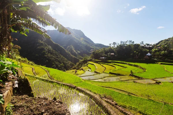 Güzel yeşil pirinç terasları — Stok fotoğraf