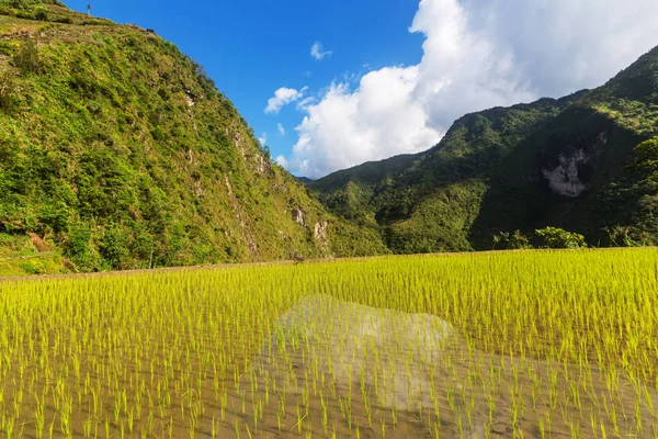 Schöne grüne Reisterrassen — Stockfoto
