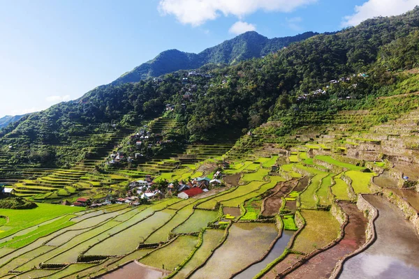 Beras hijau indah teras — Stok Foto