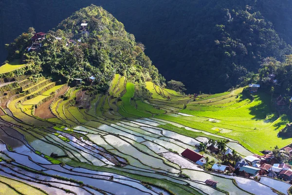 Gyönyörű zöld rizs teraszok — Stock Fotó
