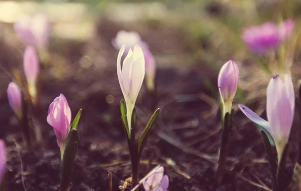 Close-up shot z krásné květiny — Stock fotografie