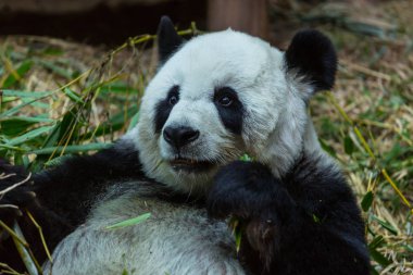 Güzel Dev Panda