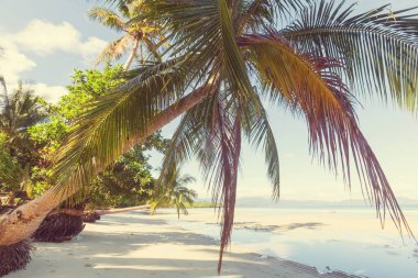 Serenity tropikal plaj