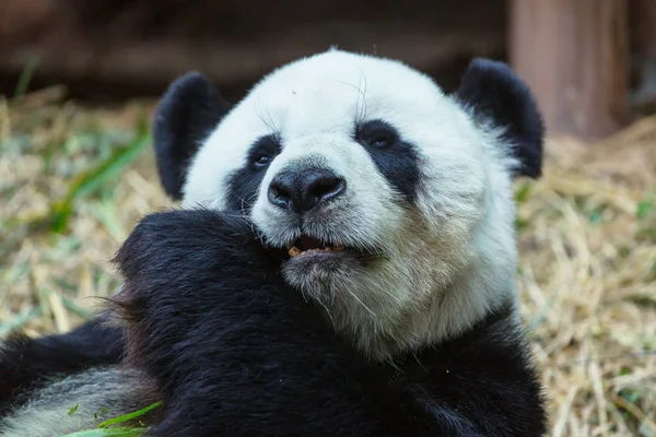 Довольно большая панда — стоковое фото