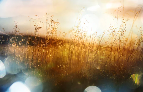 Sunny day on the meadow — Stock Photo, Image