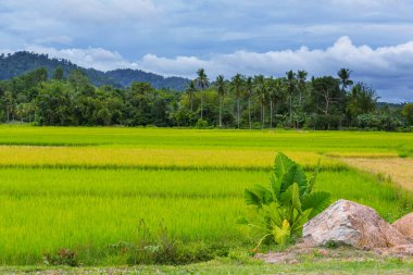 Şaşırtıcı doğal görünümü