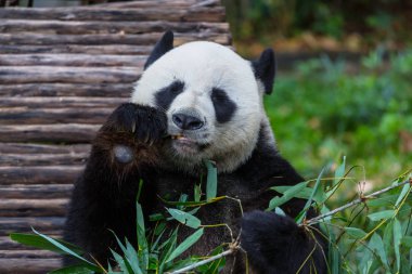 Güzel Dev Panda