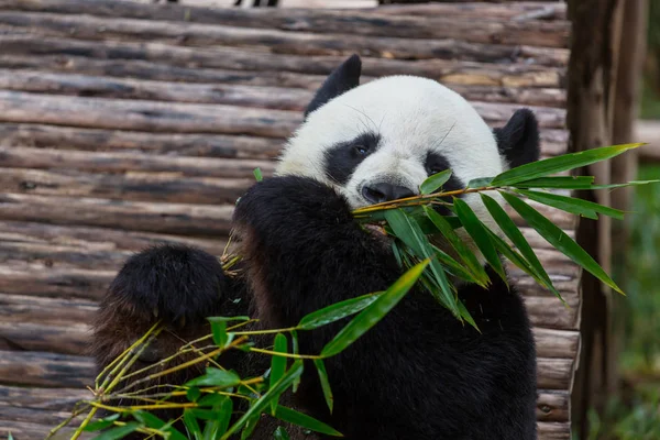 Joli panda géant — Photo