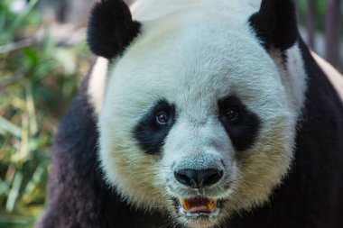 Güzel Dev Panda