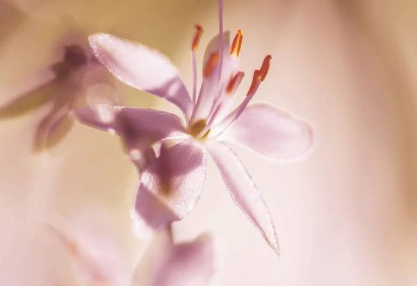 Poza de aproape a florilor frumoase — Fotografie, imagine de stoc