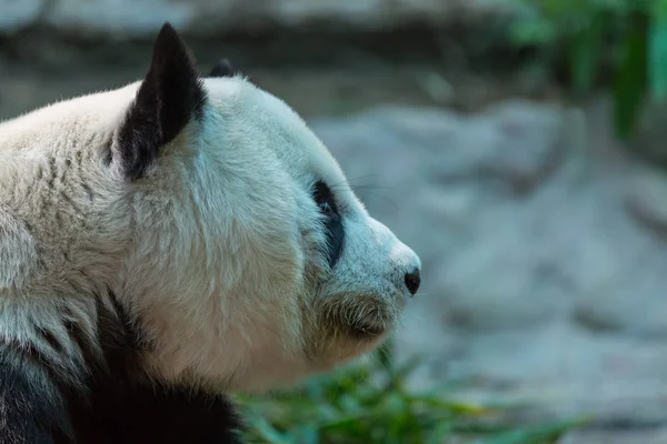 Vackra jättepanda — Stockfoto