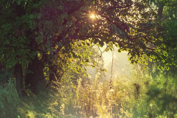 Summer forest at sunrise time — Stock Photo, Image