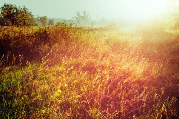 Giornata di sole sul prato — Foto Stock