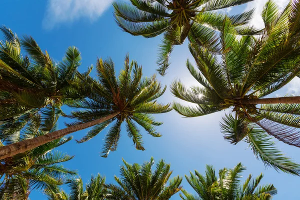 Serenità spiaggia tropicale — Foto Stock