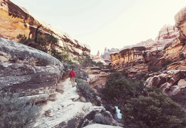 Vandrare i Zion national park — Stockfoto