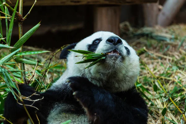 Joli panda géant — Photo