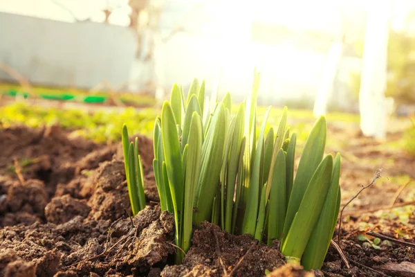 Frühlingssprossen Eiche — Stockfoto