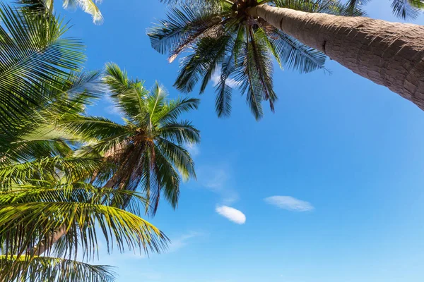 Serenità spiaggia tropicale — Foto Stock