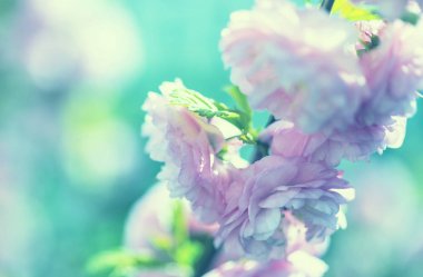 badem ağacı pembe çiçekler