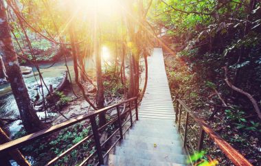 Orman içinde ahşap yürüme yolu 