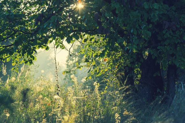 Floresta de verão ao nascer do sol — Fotografia de Stock
