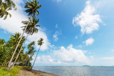 Serenity tropikal plaj