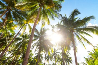 Serenity tropikal plaj