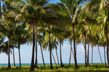 Serenity tropikal plaj