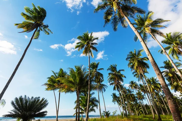 Serenità spiaggia tropicale — Foto Stock