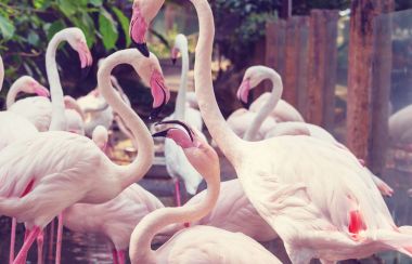 Bolivya'daki Flamingo kuşları