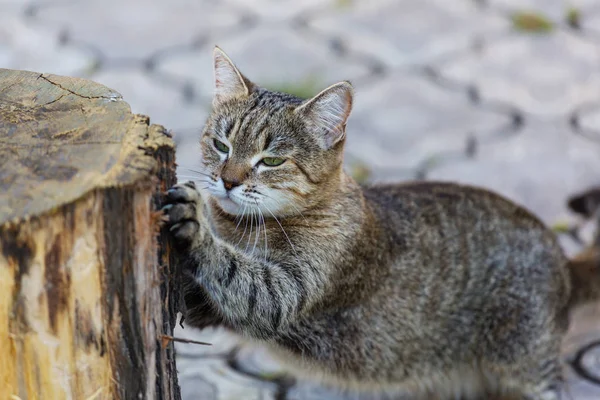 Милая маленькая кошка — стоковое фото