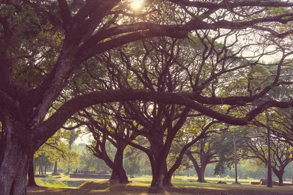 Beaux arbres dans le parc — Photo