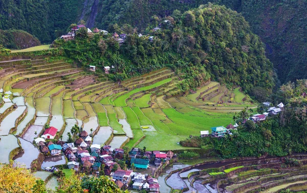 Gyönyörű zöld rizs teraszok — Stock Fotó