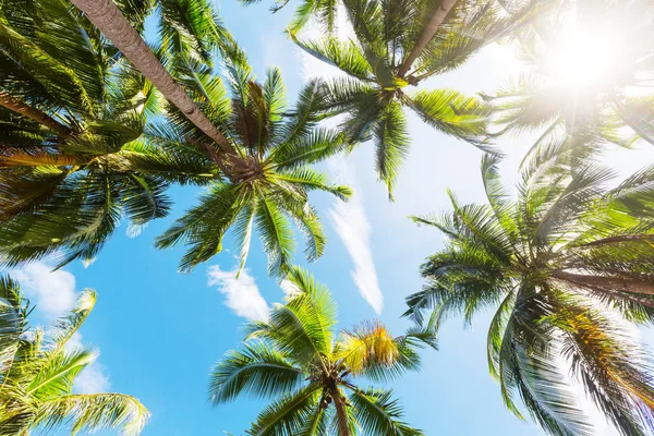 Serenità spiaggia tropicale — Foto Stock