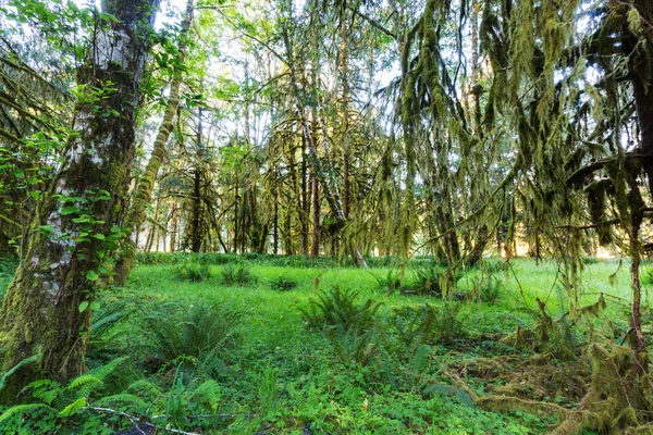 Floresta tropical na ilha de Vancouver — Fotografia de Stock