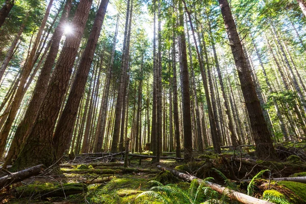 Тропічних лісів в острова Ванкувер — стокове фото