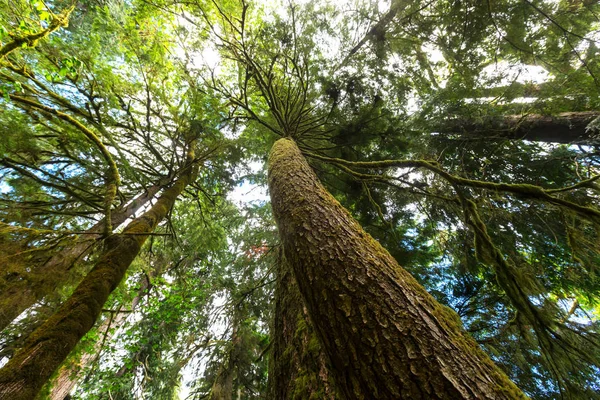 Deštný prales v Vancouver island — Stock fotografie