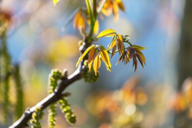 Yeşil yapraklar yakın.