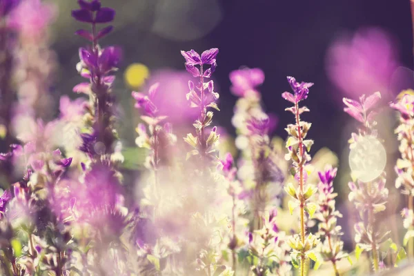 美丽的花朵的特写镜头 — 图库照片