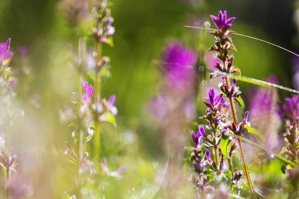 Gros plan sur les belles fleurs — Photo