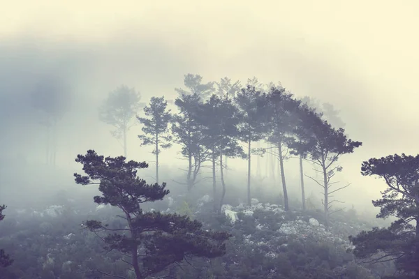 Bosque brumoso mágico — Foto de Stock