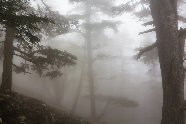 Magische mistige bos — Stockfoto