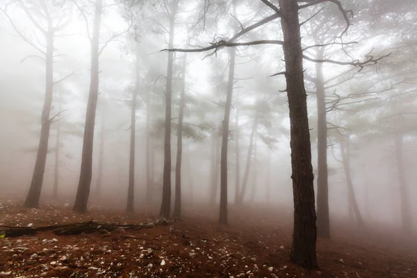 Floresta nebulosa mágica — Fotografia de Stock