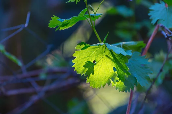 Zelené listy zblízka — Stock fotografie