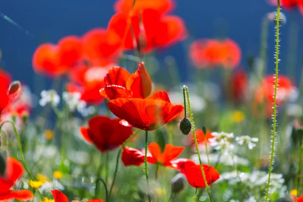 野生红罂粟花朵在草地上 — 图库照片