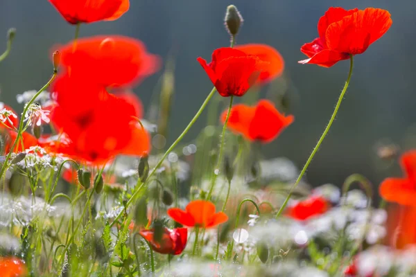 Wild red poppy flowers on the meadow — Stock Photo, Image