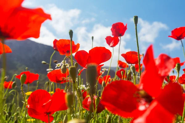 Wilde rode papaver bloemen op de weide — Stockfoto